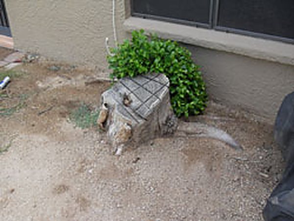 Weathered tree stump against a home's stucco wall before grinding