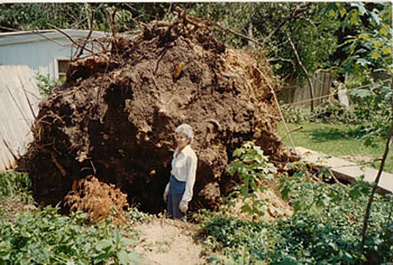 A massive uprooted tree stump towering over a person for scale, a real Arizona Stump Removers job